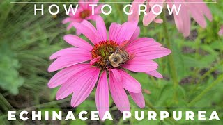 Complete Guide to Purple Coneflower  Echinacea purpurea [upl. by Nahsed]