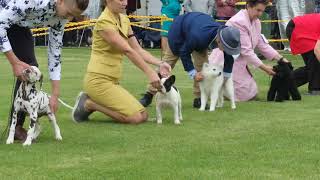 2023 Lancefield KC AM Show  Non Sporting Dogs [upl. by Nawd]