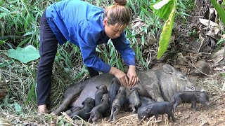 Find meet newborn wild boar Bringing newborn piglets home  Farm Life [upl. by Yhtrod520]