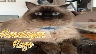 HIMALAYAN CAT DOES TRICKS  HIMALAYAN CAT TRAINING [upl. by Alper]