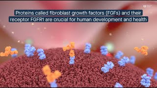 Nglycosylation A molecular switch controlling the intracellular location of the protein FGFR1 [upl. by Unni549]