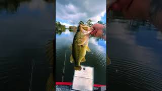 fishing fallfishing chatterbait florida bass viralvideo [upl. by Amarillas124]