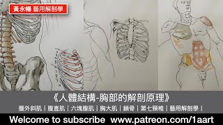 《人體結構胸部的解剖原理》軀干的畫法｜黃永暢｜Wongwingcheong｜素描｜人體結構｜腹外斜肌，腹直肌，六塊腹肌，胸大肌，鎖骨，第七頸椎，大臀肌 ，中臀肌，黃永暢，藝用解剖學。 香港版） [upl. by Almeida705]