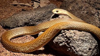 Episode 6  Coastal taipan  Oxyuranus scutellatus [upl. by Dhumma]