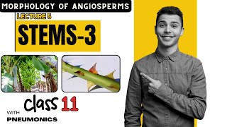 Morphology of Angiosperms Stem Part 3  Lecture 5  Class 11  Easy Explanation with Mnemonics [upl. by Enelaj]