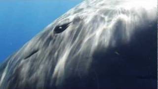 Sperm Whale Greeting [upl. by Sorensen]