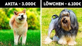 20 entzückende Hunde die ein Vermögen kosten [upl. by Goeselt]