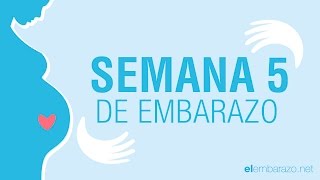 Semana 5 de embarazo  5 semanas de embarazo  El embarazo semana a semana [upl. by Nodnorb30]