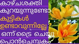 Magnolia Champaca സ്വർണ ചെമ്പകം പൊൻ ചെമ്പകം  Chembakam Golden champak Michelia Champaca [upl. by Trevah]