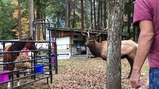 Bull Elk vs Horse [upl. by Peppard]