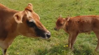 LOST BABY CALF FOUND BY MOTHER COW [upl. by Dnumyar413]