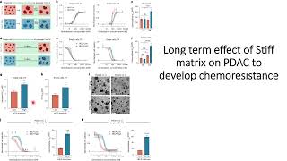 Longterm effect of stiff matrix to chemoresistance in pancreatic tumor Code 673 [upl. by Acimahs373]