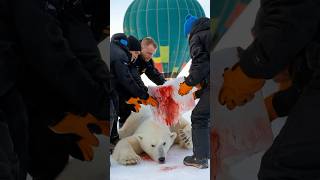 Hot Air Balloon saves Polar Bear from death [upl. by Bedell]