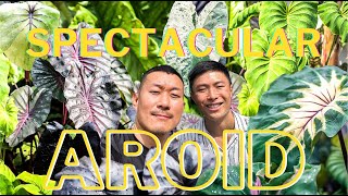 COLOCASIA  All You Need to Know About this Highly Underrated AROID  Discover RARE Varieties [upl. by Wieren]