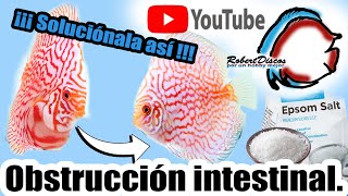 La Solución Más Fácil y Rápida para la Obstrucción Intestinal en Peces Discos [upl. by Pansie]