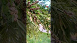 গাছ দিয়েই ব্রাশের কাজটি সেরে নিন বোতল brush bottlebrush ornamental agriculture follow [upl. by Blainey216]