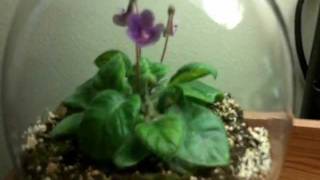 How to Grow Sinningia or Gesneria from seed [upl. by Illona849]