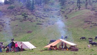 Nepali Mountain Village Life  Organic Shepherd Food Cooking  Shepherd Life  Real Nepali Life [upl. by Viddah]