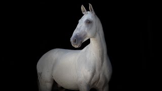 SOLD Piro Free Shiny Silver Veiga Stallion REF525 [upl. by Sotsirhc]