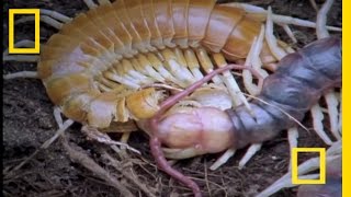 Giant Centipede  National Geographic [upl. by Koziarz]