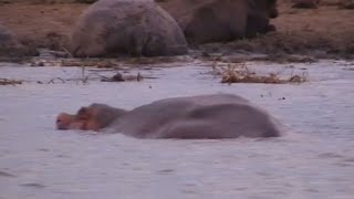 Hippos invade village in Rubirizi district [upl. by Suivat237]