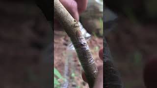 Easy and Fastest Rambutan Plant Grafting grafting garden gardening [upl. by Eentruok387]