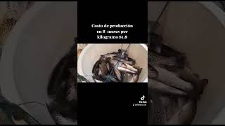 Producción de Trucha Arcoíris en systema RAS trucha trout piscicultura acuicultura [upl. by Ydal]