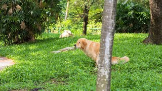 The Loyal and Intelligent Chesapeake Bay Retriever Meet This Amazing Breed [upl. by Maryellen217]