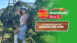 CAPITULO 4  LA PRODUCCIÓN DE MANZANA RED CHIEF ¡MANZANA MEXICANA CLARO [upl. by Acinorrev]