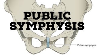 Pubic symphysis joint [upl. by Azarcon]