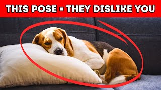 The Hidden Meaning Behind Your Dogs SLEEP POSITION [upl. by Perlman]