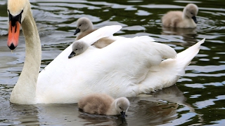 Swans nest and hatching of cygnets [upl. by Letsyrhc]