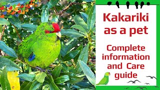 Kakariki as a pet – Complete information and care guide [upl. by Ajdan]