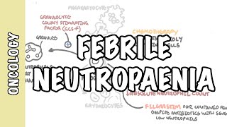 What is febrile neutropaenia neutropenia  neutrophil function pathophysiology treatment [upl. by Nylde]