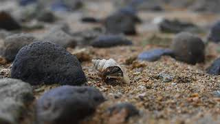 Ruggie Hermit Crab  Beqa Fiji [upl. by Kentigerma105]