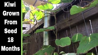 How To Grow A Kiwi Tree or Vine From Seed  18 Months [upl. by Remas119]