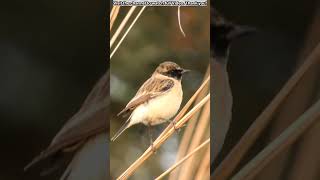 Siberian stonechat [upl. by Htepsle]