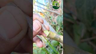 Fig graft grafting  satisfying [upl. by Frear]