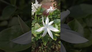 Star Jasmine jasminum multiforum shorts [upl. by Moore364]