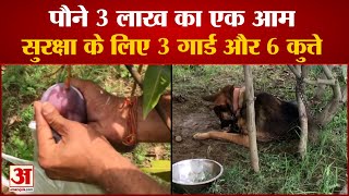 Miyazaki Mango Farming in MP  Mango Price 270 Lakhs  देखें पौने 3 लाख का आम [upl. by Sirehc767]