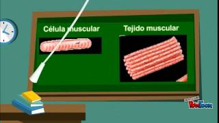 La organización de los seres pluricelulares [upl. by Lucchesi582]