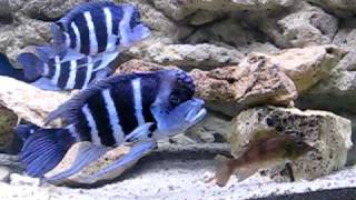 Cyphotilapia gibberosa blue Zaire Moba [upl. by Lorraine344]