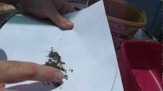 How to save Lettuce Lactuca sativa seed [upl. by Nnairrehs]