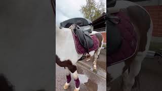 Vlog🐴🥰 pferdemädchen reiter pony fyppferdeliebe reiten [upl. by Giguere]