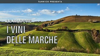 I vini delle Marche  Tannico Flying School [upl. by Tdnaltroc1]