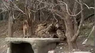 Tiger and tigress vs LIONS who is the coward Part 1 enjoy [upl. by Gruchot225]