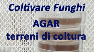 Coltivare Funghi 🍄  AGAR e Terreni di coltura in micologia [upl. by Minnaminnie]