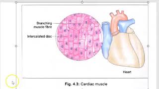 Anatomy 402 Cardiac Muscle Microscopy InterCalated Disc Branching MCQ Solved Question Paper [upl. by Yasdnyl]