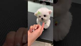 Whose little puppy is so fierce Bichon Frise with flying ears Bichon Frise Korean style smal [upl. by Hpsoj]