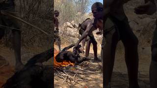 Cooking a giant baboonfoodbaboonAfricahadzabetribe [upl. by Garret476]